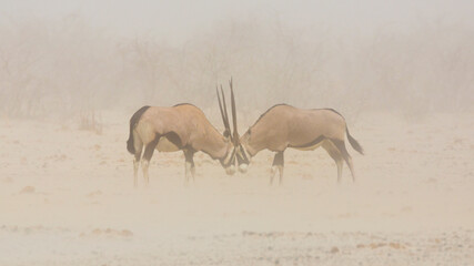 Gemsbok (Oryx gazella) two males fighting in a dust storm
