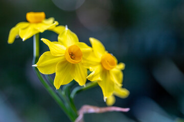 水仙の花　初春イメージ