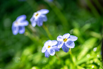 ハナニラの花　春のイメージ