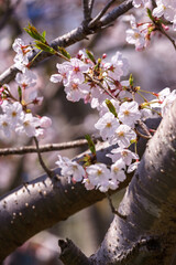 桜の花　春のイメージ