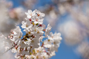 桜の花　春のイメージ