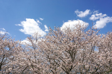 桜の花　春のイメージ