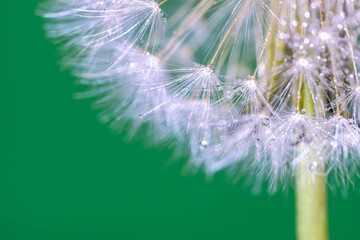 Fototapeta premium タンポポの綿毛