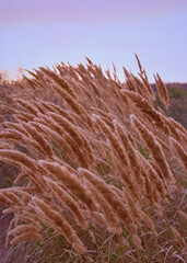 Meadow wild grass at sunset.