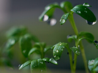 Young seedlings with drops closeup.