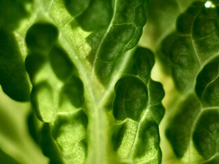 Macro texture of salad leaf.