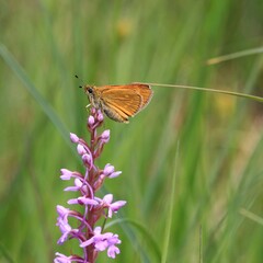 Rostfarbener Dickkopffalter(Ochlodes venatus)