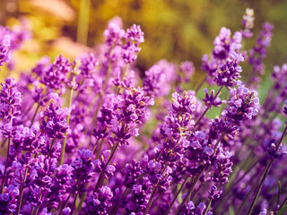 Lavender flowers in flower garden.