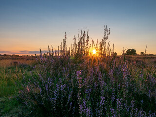 Sonnenaufgang im Heidefeld