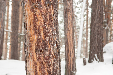 Thick tree trunk of pine closeup in mountains with snow