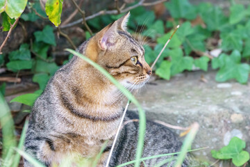 ノラ猫のポートレート