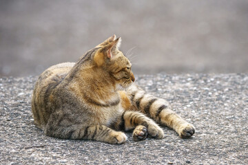 ノラ猫のポートレート