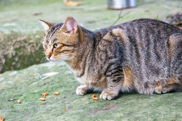 ノラ猫のポートレート