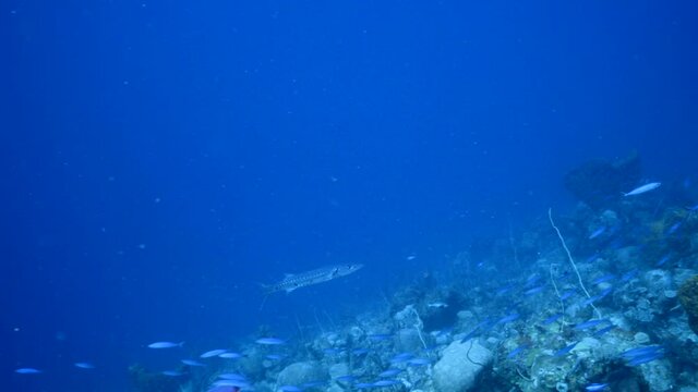 School of Boga in turquoise water of coral reef in Caribbean Sea, Curacao with Barracuda, coral and sponge