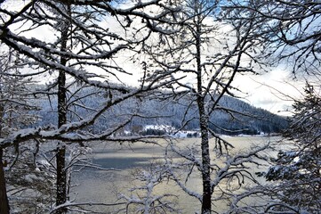 winter landscape with trees