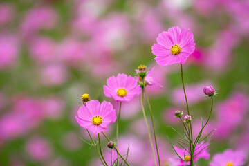 コスモス畑　秋のイメージ