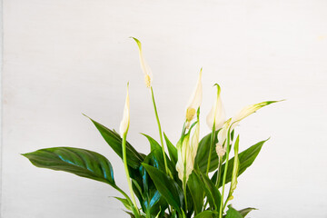 Fototapeta na wymiar Spathiphyllum flower on a white background. Lily of the world in a minimalistic style. The concept of home floriculture and landscaping space.