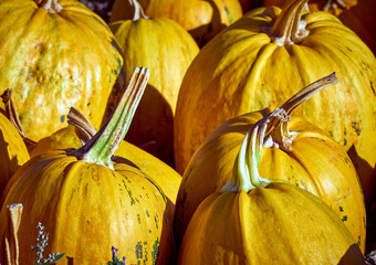 Orange autumn pumpkins on the farm.