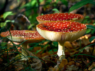 Fly agaric in the autumn forest.