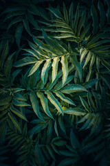 Naklejka na ściany i meble green plant leaves in the nature, green background