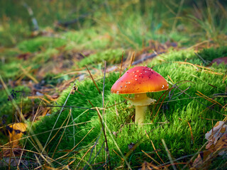 Fly agaric in the autumn forest.