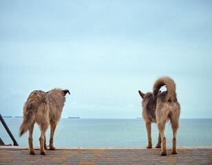 Lonely homeless shaggy dogs looking at the sea