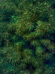 Background of Christmas tree branches.