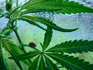 Ladybug on cannabis leaves.