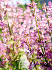 Blooming salvia sclarea in the garden.