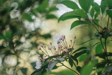 Spring background with branch with little pink and white flowers and green leaves and bokeh