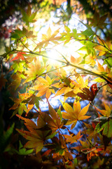 紅葉　和風な秋のイメージ