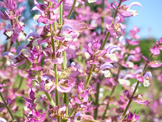 Blooming salvia sclarea in the garden.