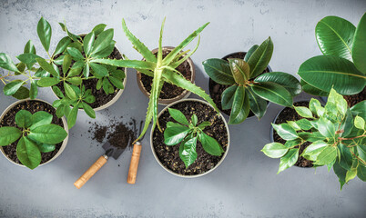 Green houseplants on gray background flat lay