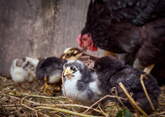 Chicken with chickens in the farmyard.