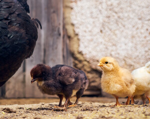 Chicken with chickens in the farmyard.