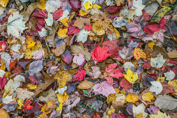 Fototapeta na wymiar Colors of Fall