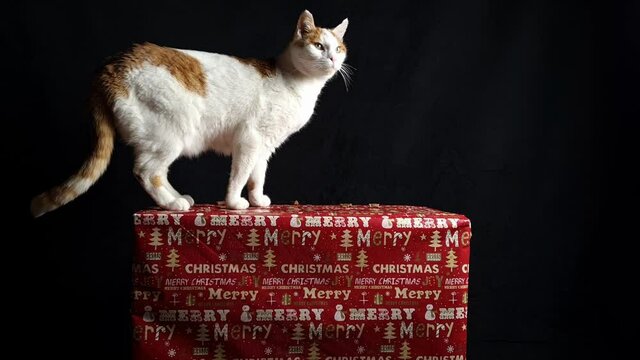 Katze steht auf einem Weihnachtsgeschenk