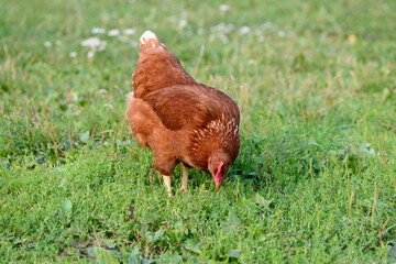 Red hen grazing on a green lawn