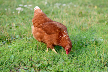 Red hen grazing on a green lawn