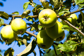 Ripe apples on a tree in the garden. Autumn harvest