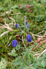 Larkspurleaf Monkshood (Aconitum delphinifolium) at Chowiet Island, Semidi Islands, Alaska, USA