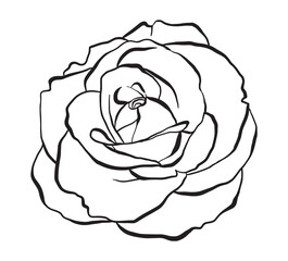 Hand drawn Rose Vector Illustration in black and white