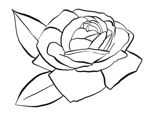 Hand drawn Rose Vector Illustration in black and white