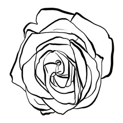 Hand drawn Rose Vector Illustration in black and white