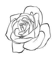 Hand drawn Rose Vector Illustration in black and white