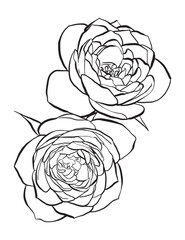 Hand drawn Roses Vector Illustration in black and white