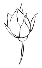 Hand drawn Rose Vector Illustration in black and white