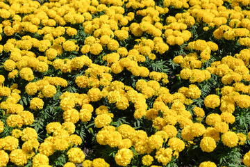 Marigolds shades of yellow and orange, Floral background (Tagetes erecta, Mexican marigold, Aztec marigold, African marigold), at Suan Luang Rama 9 Park