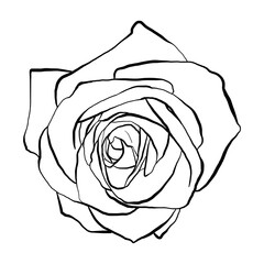 Hand drawn Rose Vector Illustration in black and white