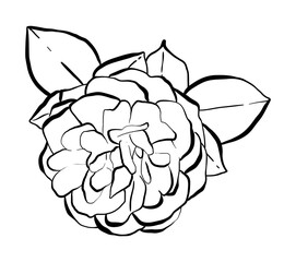 Fototapeta premium Hand drawn Rose Vector Illustration in black and white